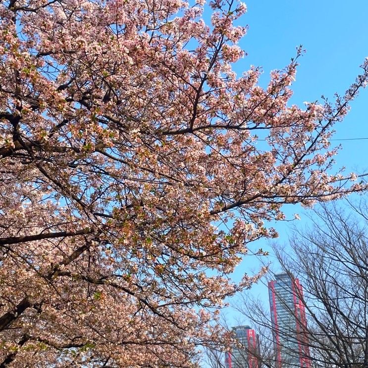 여의도 벚꽃축제 주차 여의도 윤중로 주차 정보 국회의사당 벚꽃