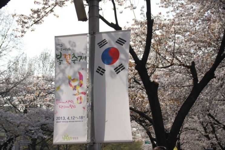 여의도 벚꽃축제-국회의사당 윤중로