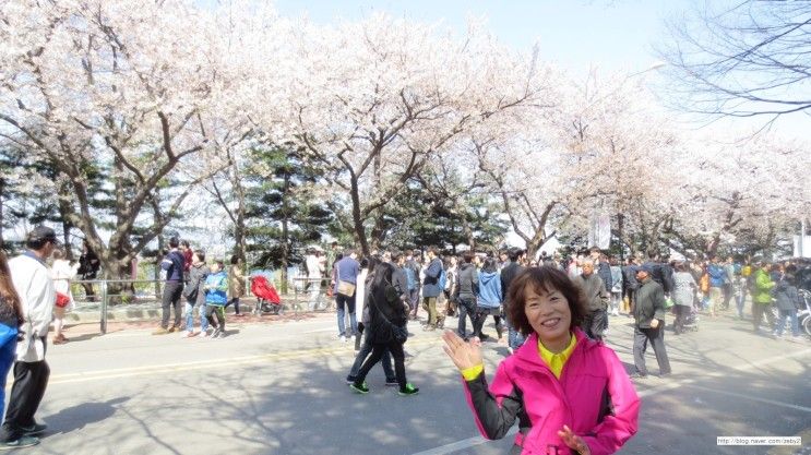 서울 여의도 국회의사당 벚꽃축제 나들이