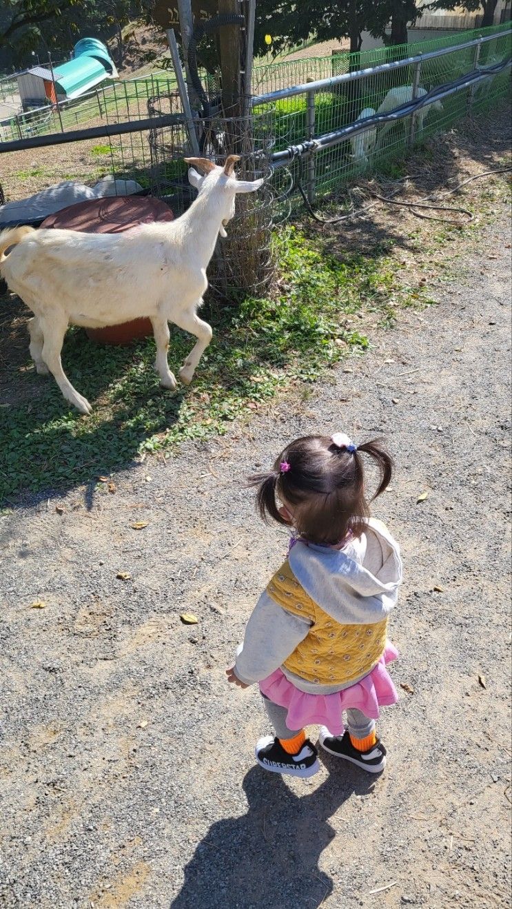 [경북 칠곡] 아이와 함께 양떼목장