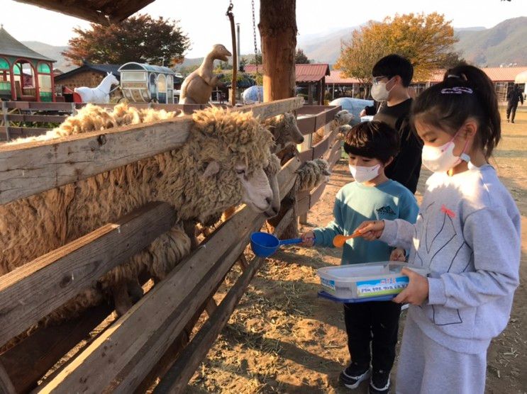 강릉 아이와 가볼만한곳 옥계 쌍둥이 동물농장 체험
