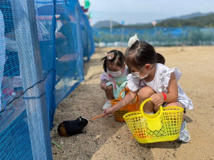 경북 칠곡 (왜관) 아이랑 가볼만한곳 추천 : 하루체험농장