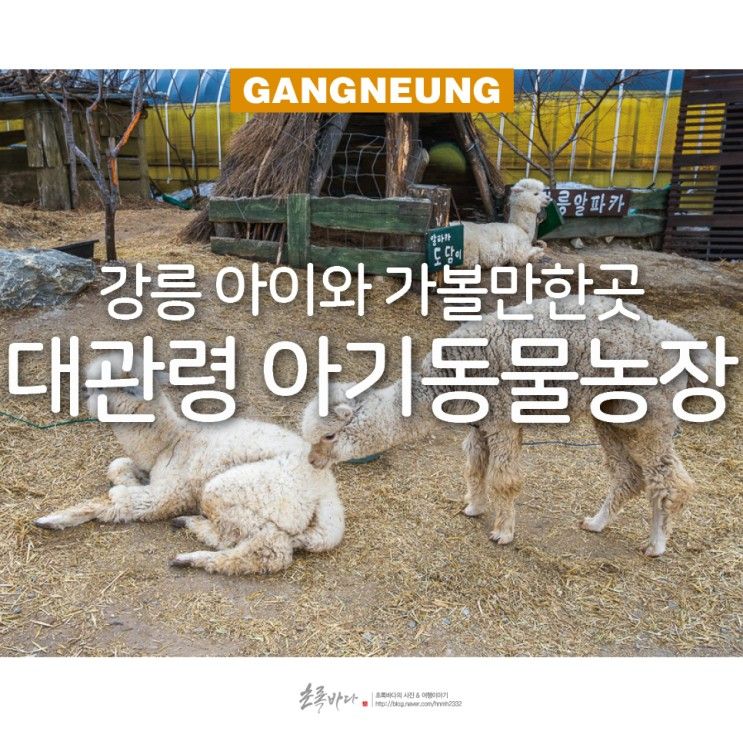 강릉 아이와 가볼만한곳 강릉 대관령 아기 동물농장 강릉 체험 놀거리