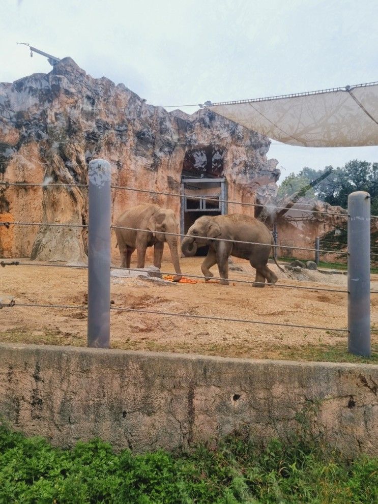 어린이대공원 동물원 코끼리를 볼 수 있는 서울 가족 나들이 장소