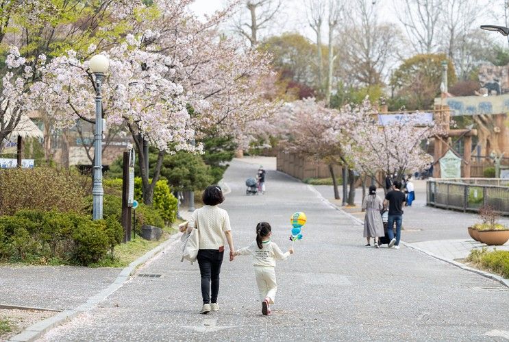 서울 어린이대공원 벚꽃엔딩, 동물원 구경하고 산책 혼자놀기
