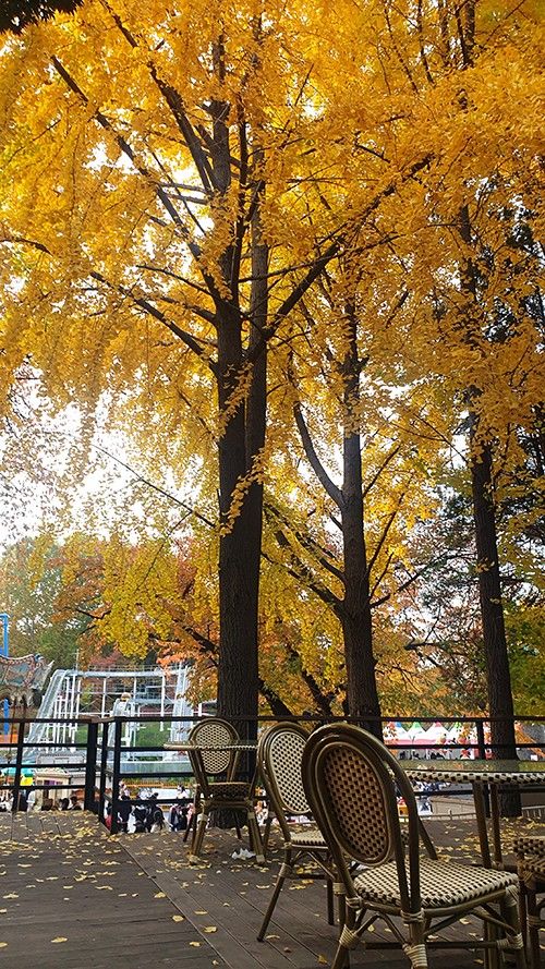 서울어린이대공원 단풍구경 가을나들이(+동물원)