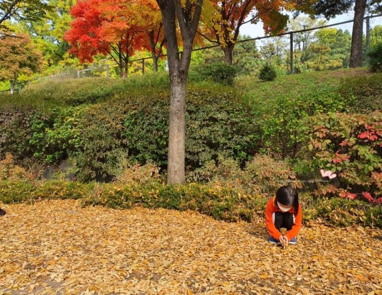 서울 단풍구경, 서울어린이대공원 동물원 너무 좋으다 ♬