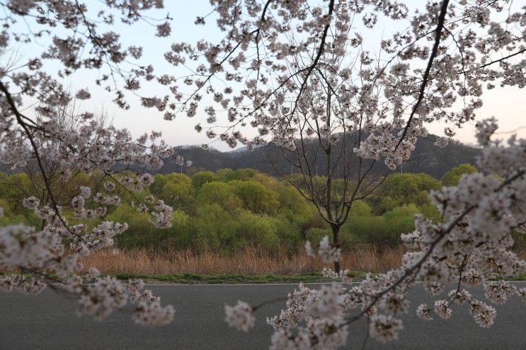 [산책] 해질녁 어느봄날 율하체육공원 벚꽃산책