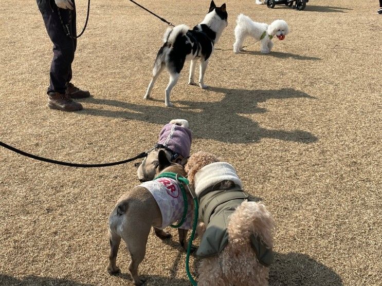 대구 강아지 산책 동구 '율하체육공원' 대구 강아지운동장...