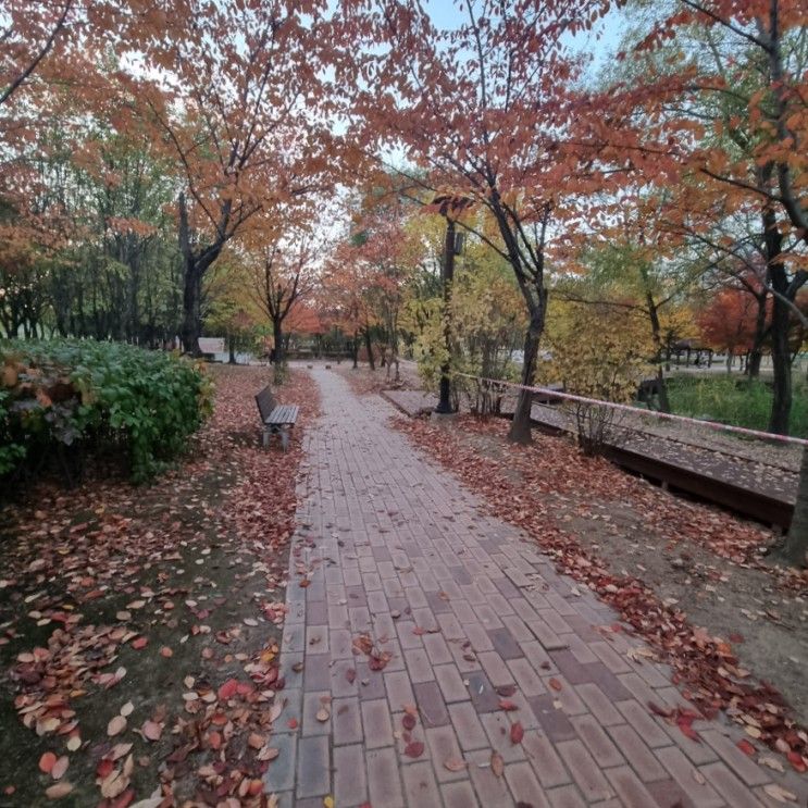 대구 동구 율하체육공원 단풍길 산책