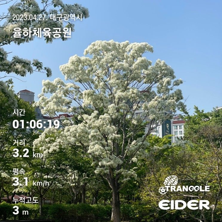 [산책] 동구 율하체육공원 이팝나무 산책