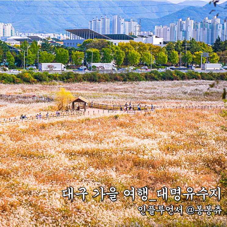 대구 가을 여행 대명유수지 달성습지 갈대 명소