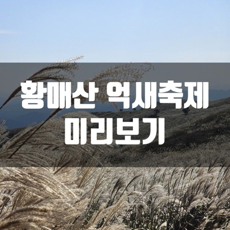 합천 여행 황매산 억새 축제 미리보기 / 주차장 나눔카트정보