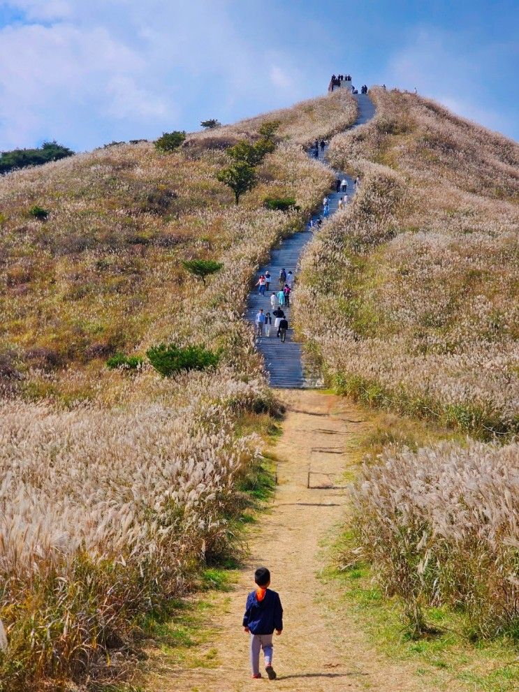 합천 황매산 억새축제 군락지 등산코스 주차장 이용팁