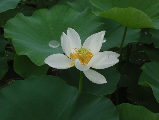 연이랑 명주랑 : lotus garden