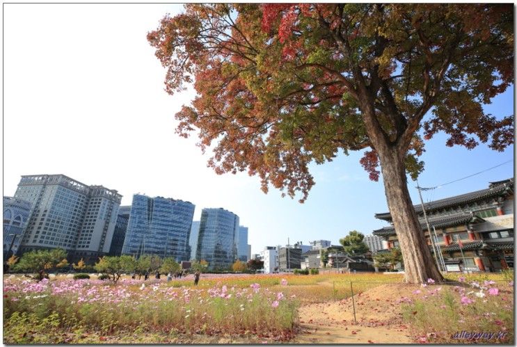 [송현동]열린송현녹지광장 중국단풍나무