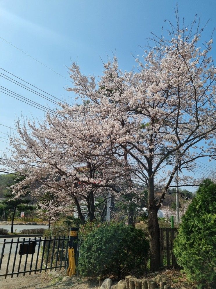 봄나물체험예약마감/남양주체험농장 /주연블루베리농장