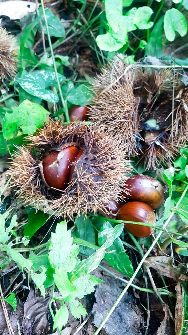 밤땄어요~~/밤줍기체험마감/주연블루베리농장