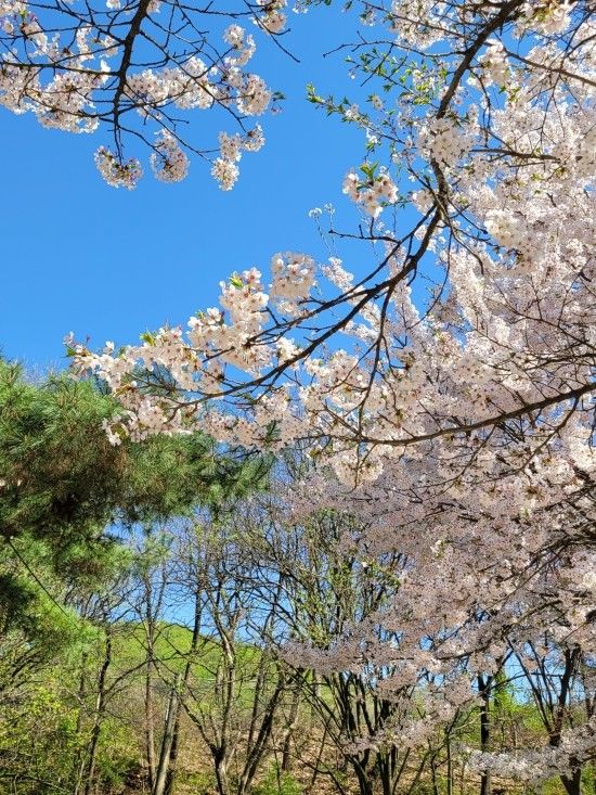 인천대공원 벚꽃 아이들과 보고왔어요