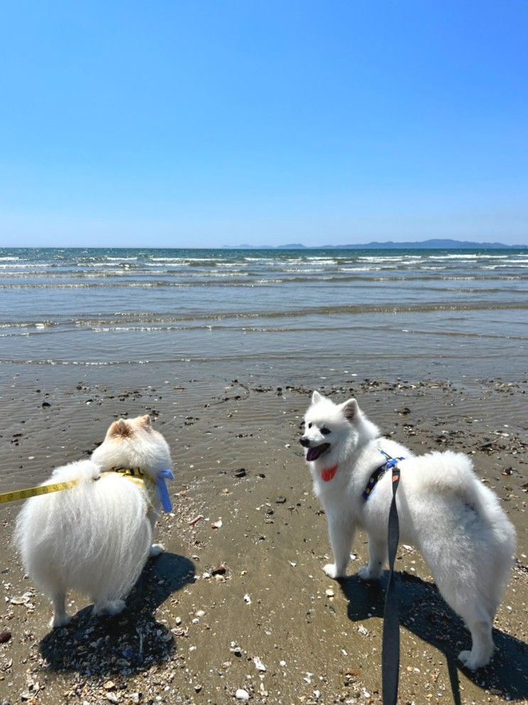 강아지랑 태안여행 안면 삼봉 청포대 해수욕장 애견동반 가능여부