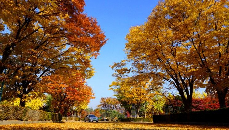 하남 미사경정공원(조정·카누경기장) 가을 단풍나들이(11/3)