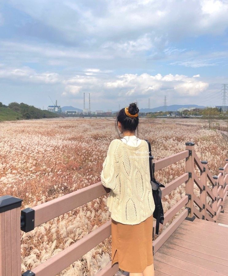 대구 가볼만한곳 억새가 예쁜 달성습지 대명유수지