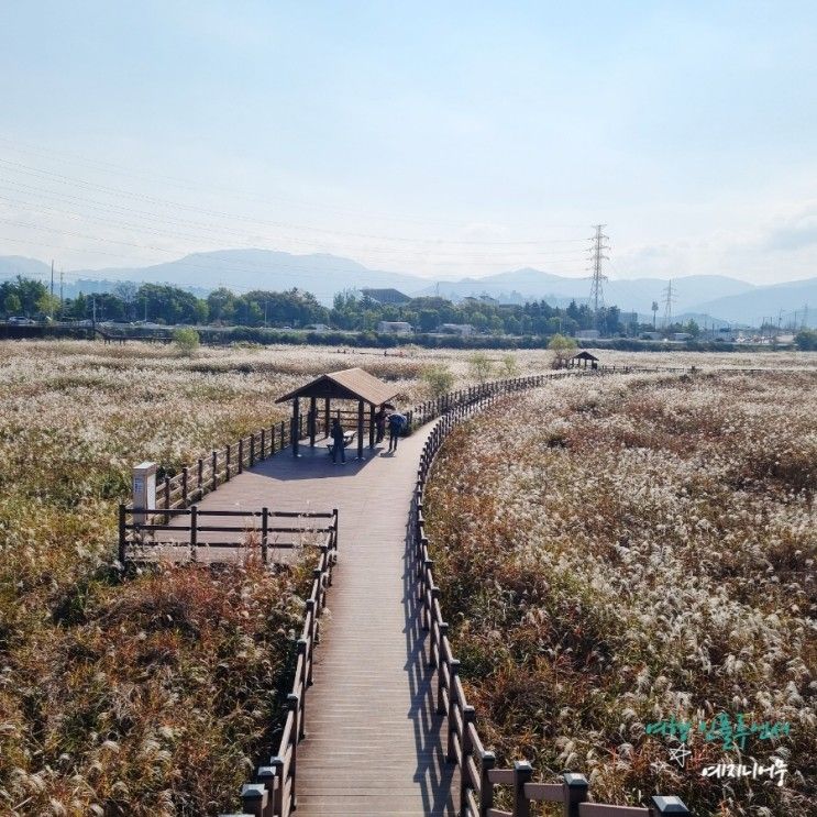 대구 가볼만한곳 대명유수지 억새/ 달성습지 맨발걷기