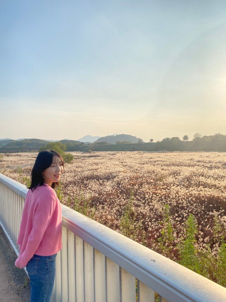 대구 대명유수지 억새 명소 달성습지 주차 대란