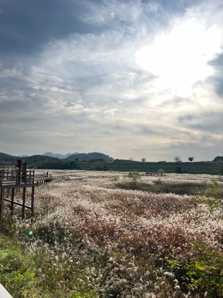 대구 가볼만한곳 :: 10월 여행지 달성습지 대명유수지 갈대밭