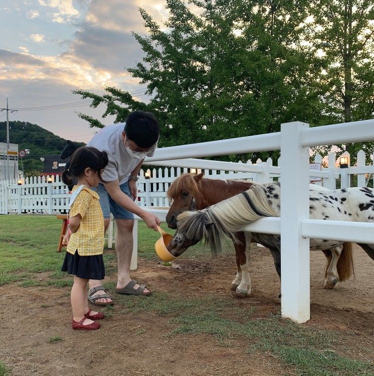 천안 포니벨라 아이랑 조랑말 먹이주기 체험