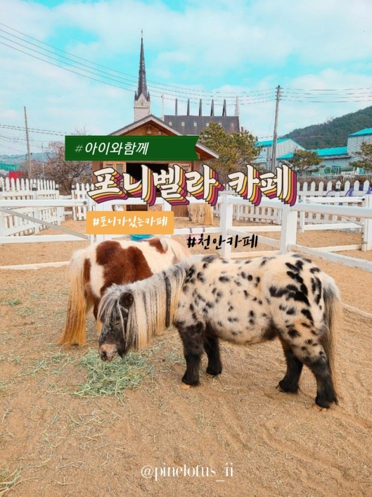 [충남 천안] 포니를 볼 수 있는 포니벨라 카페!