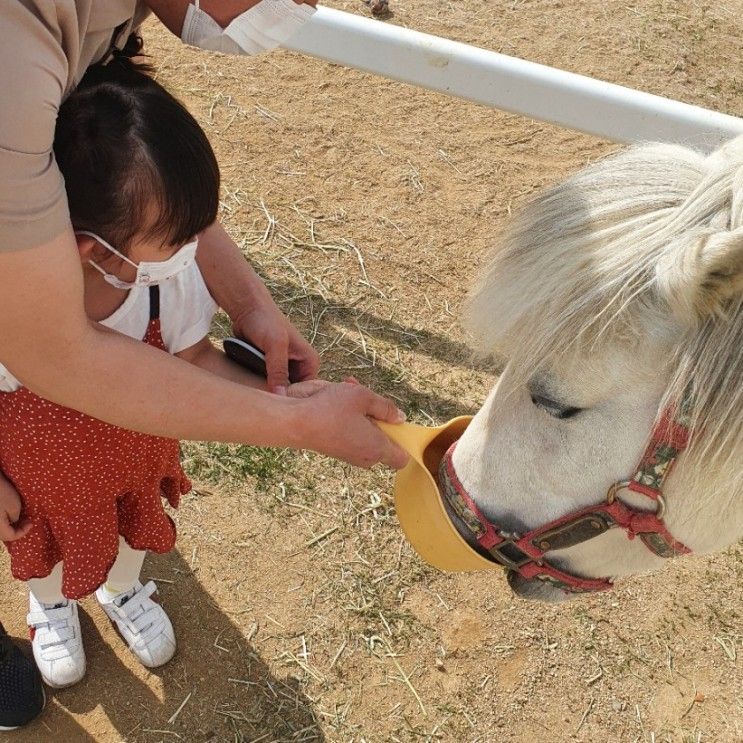 놀러가기-천안 유량동 포니벨라 카페, 먹이주기 체험