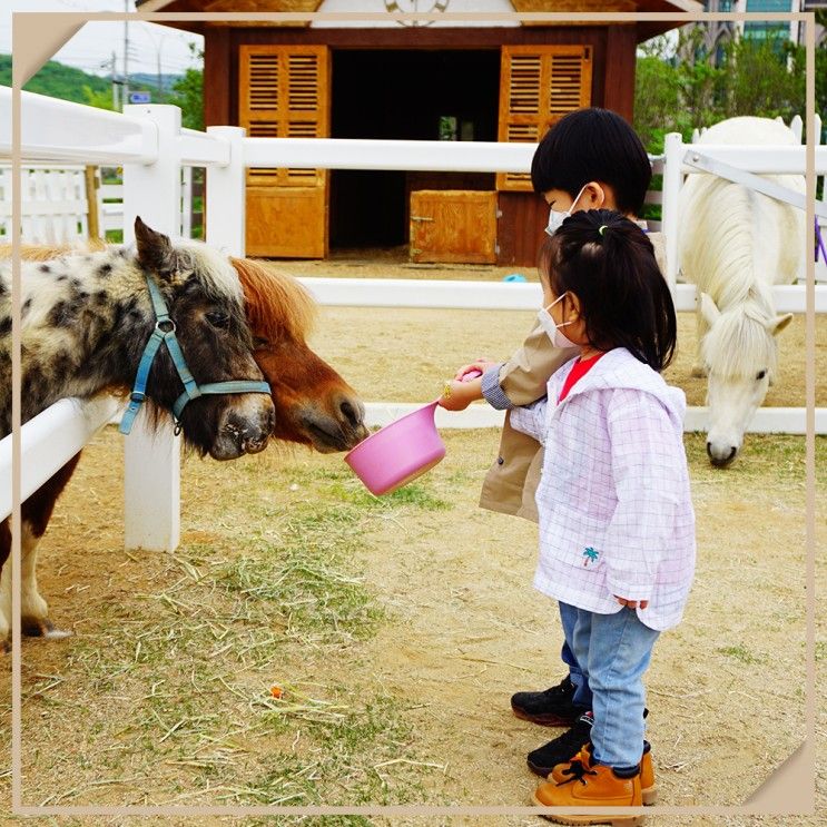 조랑말 먹이주기 가능한 천안 이색 동물카페, 유량동 포니벨라