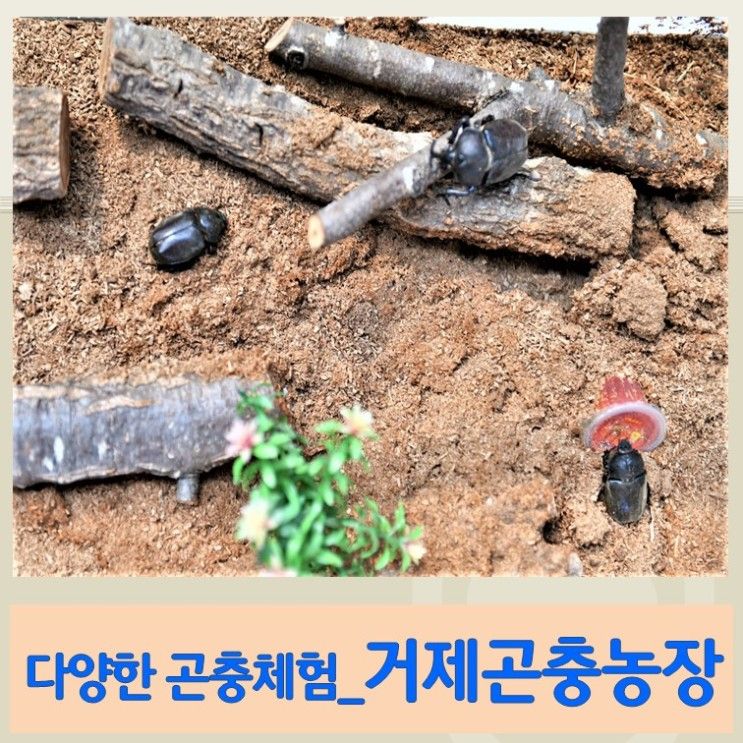 [거제 체험여행] "곤충체험은 거제시 지정 농촌교육농장인 <거제...