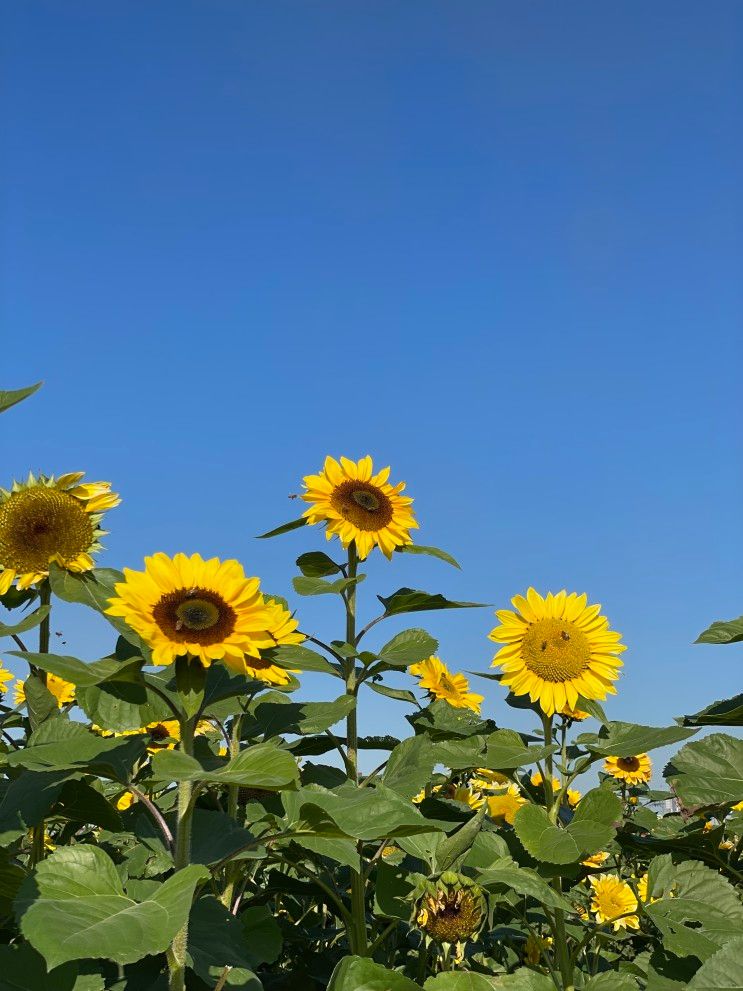 바람새마을 핑크뮬리와 소풍정원