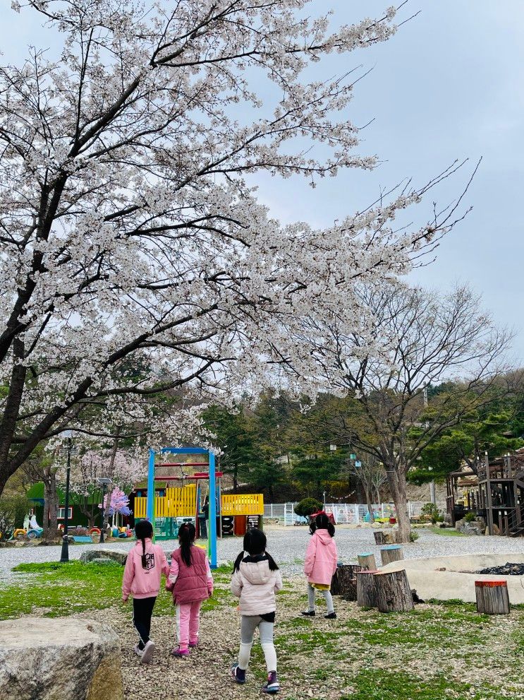 벚꽃캠핑 떠나자! 가평 키즈글램핑 보리산캠핑장