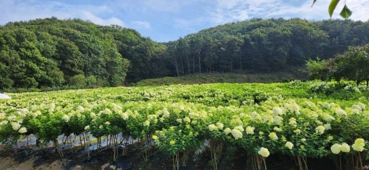 안성시 용설,구월의유럽수국 공원 무료개방 놀러오세요