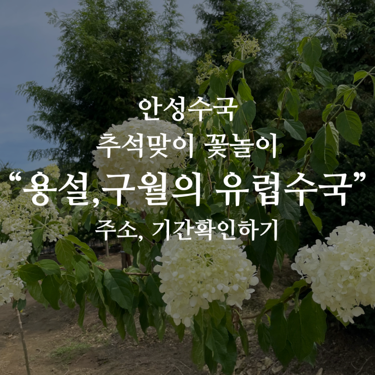 안성수국 용설저수지 근처 "용설, 구월의 유럽수국" 주소,기간...