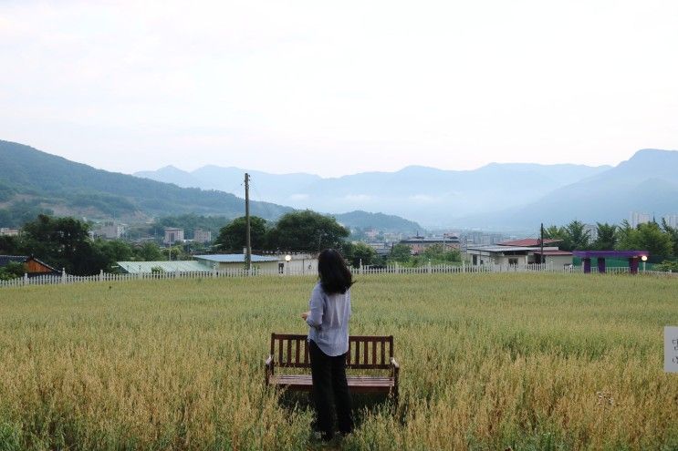 문경읍 카페, 청보리밭 뷰 한가득 문경새재카페 '마음가는대로'