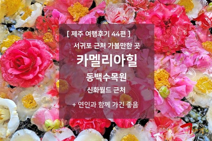 제주 여행후기 44편 - 서귀포 가볼만한 곳 : 제주 동백꽃 수목원 : 카멜리아힐