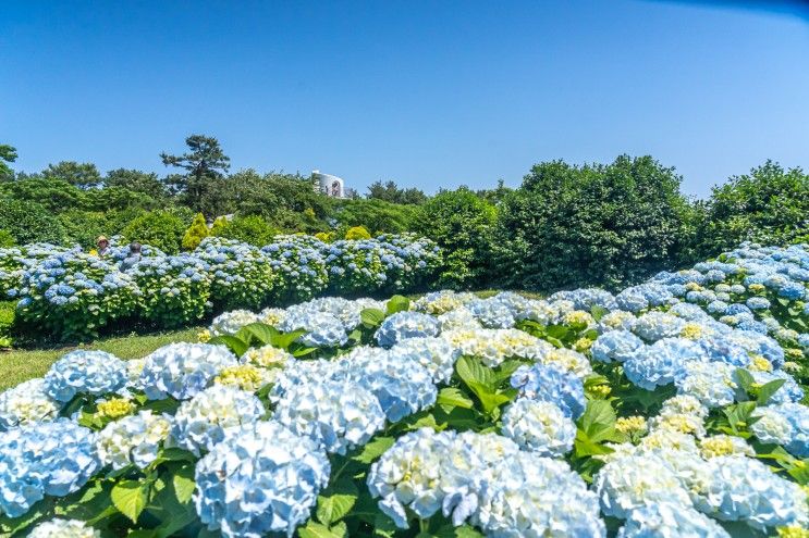 적기였던 제주 카멜리아힐