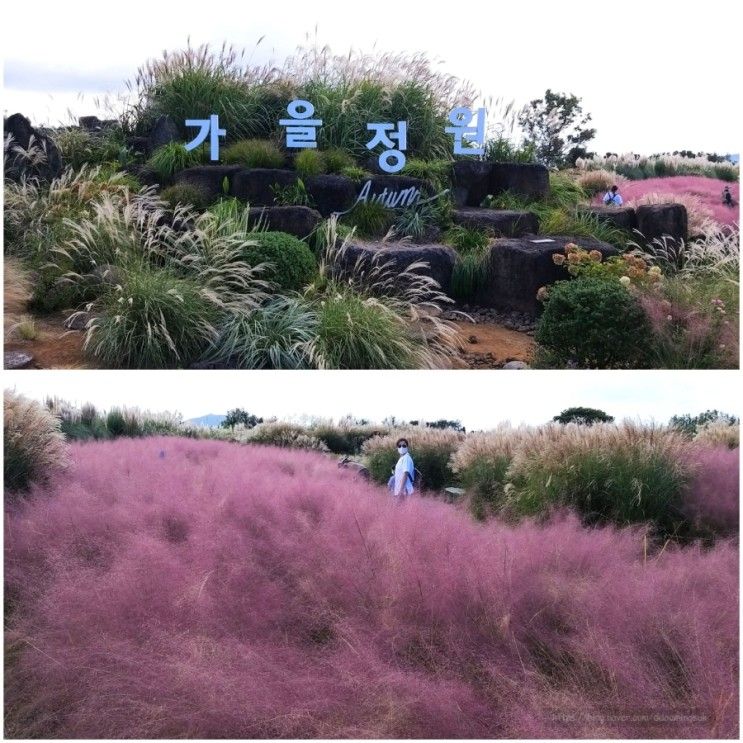 가을가을했던 제주도 카멜리아힐 10월 정원산책