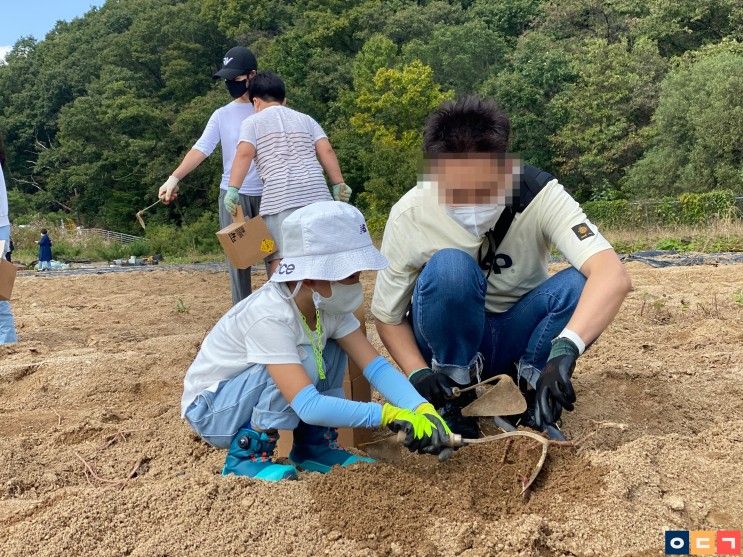 뭐하고 놀까?  별내 팜스쿨에서 아이랑 고구마 캐기 체험