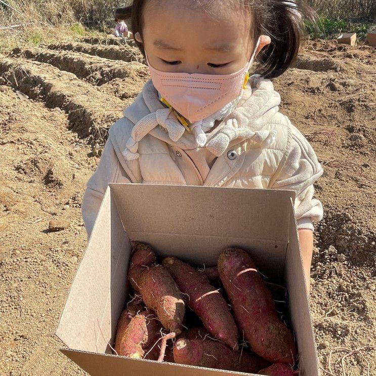 [별내] 고구마 캐기/고구마... 뛰놀 수 있는 곳! 별내 팜스쿨!