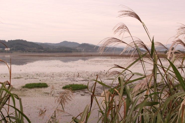 주남저수지의 가을, 겨울철새 가창오리의 보금자리, 람사르 습지