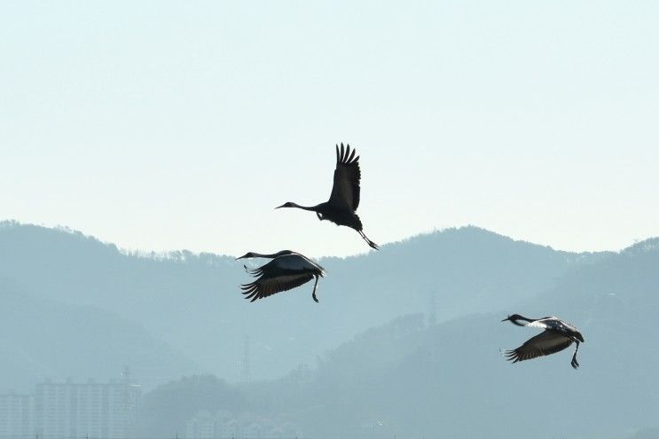 재두루미,람사르문화관 ~ 창원 주남저수지