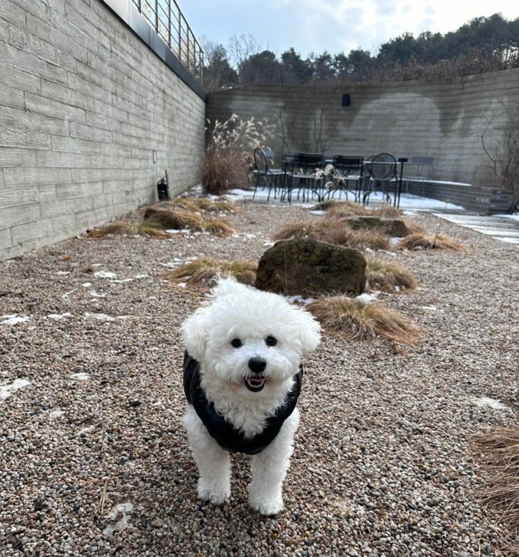 [분당 애견동반카페] 강아지 모시고 브런치카페 서클 방문 후기