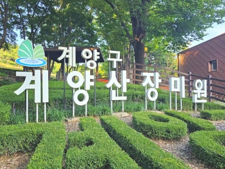 오늘 나들이는 계양산 장미원으로~