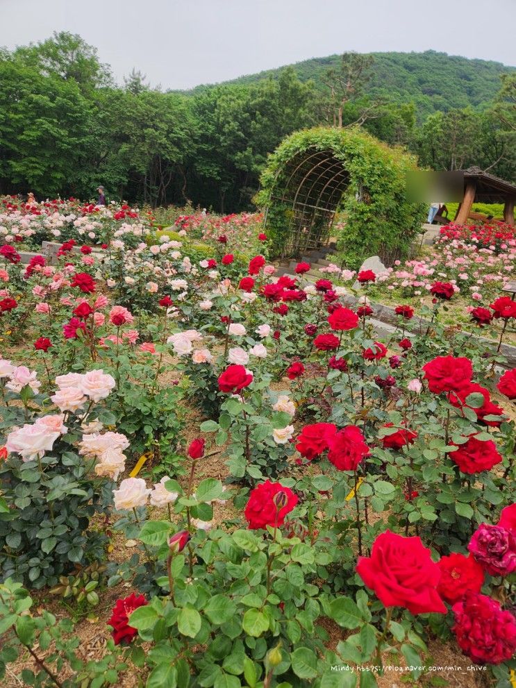 <인천> 계양 장미원에서 계양산  정상 오르기 / 계양산...