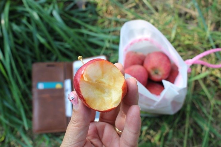 포천 사과깡패네 농촌체험 사과식초만들기 & 미니사과따기